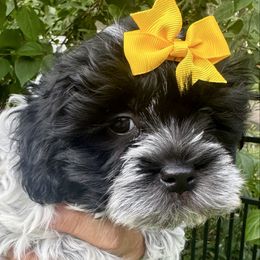 Freckles - Black & white female Maltipoo puppy in Avon Park, Florida from Malti-Poos of Tampa Bay