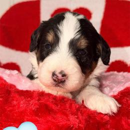 Mittens - Tri-color male Bernedoodle puppy in Beecher, Illinois from Erica’s Doodles