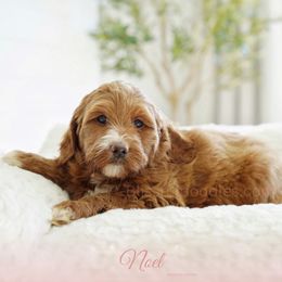 NOEL - Red  Goldendoodle puppy in Vancouver, Washington from Blissful Doodles