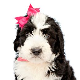 Bernedoodles from Southridge Bernedoodles