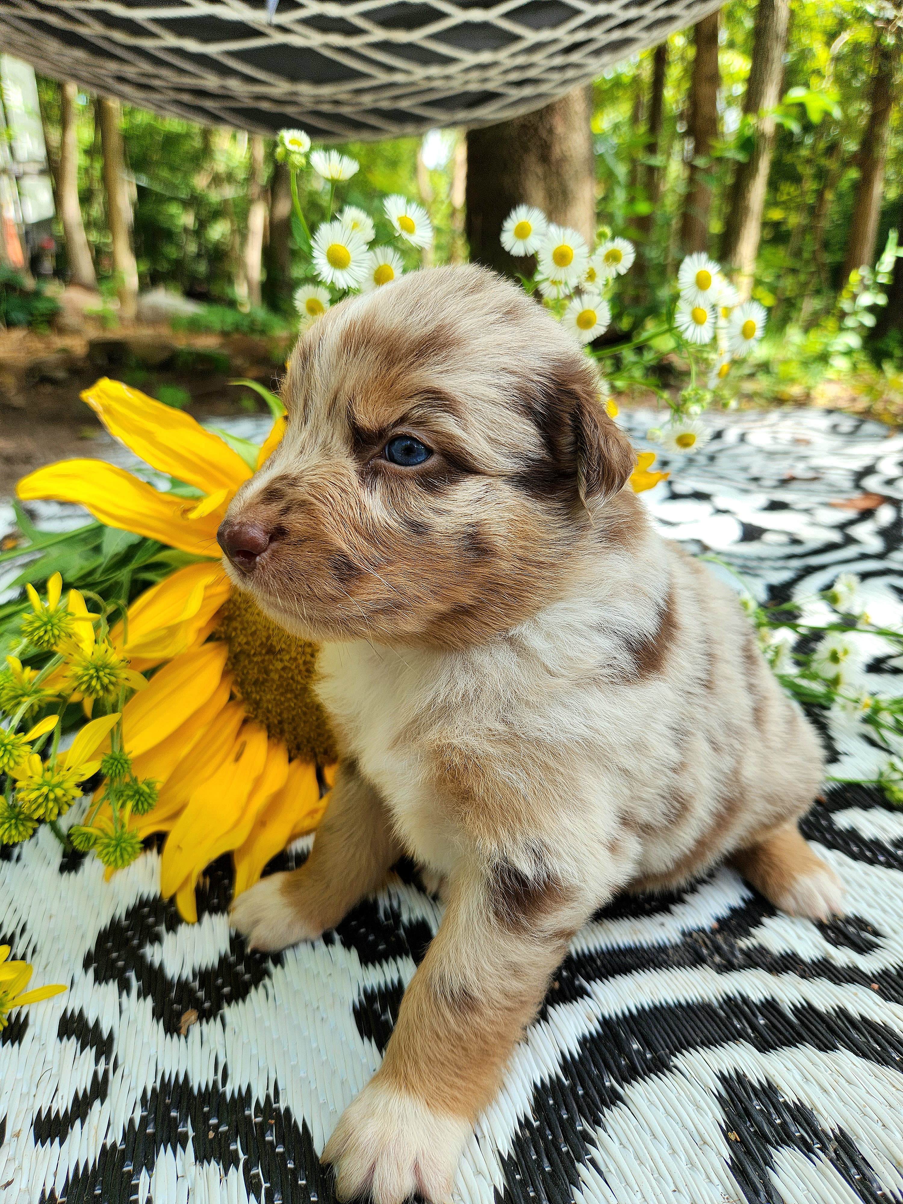 Australian Shepherd Puppies from Resolute Aussies