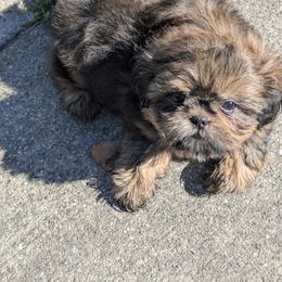Celia - Red female Shih Tzu puppy in Port Huron, Michigan from Shih Tzu Cottage