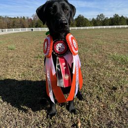 Bella - Labrador Retriever