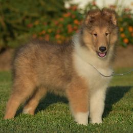 Wallace - Sable and white male Collie puppy in Danville, Pennsylvania from Brookwood Collies, Smooth & Rough