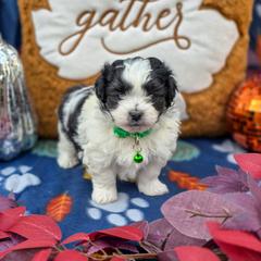 Frankenstein - Green Collar - Black and white male Shichon puppy in Troy, Ohio from Oodles of Doodles