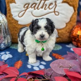 Frankenstein - Green Collar - Black and white male Shichon puppy in Troy, Ohio from Oodles of Doodles