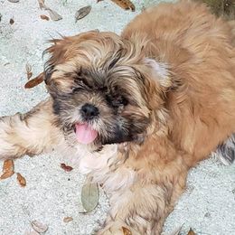 Shih Tzus from Shih Tzu Love