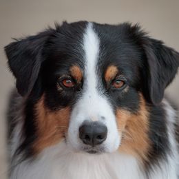 Axl - Australian Shepherd