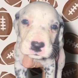 South Carolina - White and black female Dalmatian puppy in Bremen, Georgia from Clark’s Dalmatians