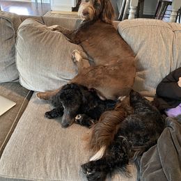 Aussiedoodle All Grown Up from Sand Hill Aussies and Doodles