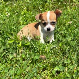 Charles - Red and white male Chihuahua puppy in Berwick, Pennsylvania from Maras puppies
