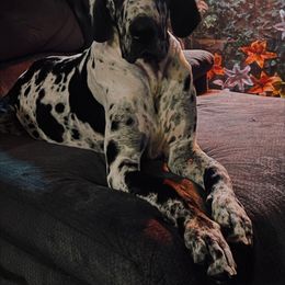 Shiva - Harlequin female Great Dane puppy in Lafayette, Indiana from Dayton Danes