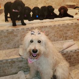 Goldendoodle Puppies from Lesia's Goldendoodles