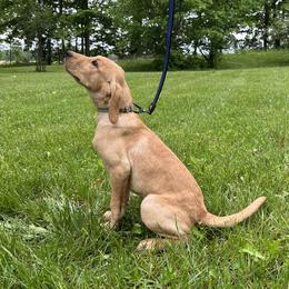 Gatsby - Yellow male Labrador Retriever puppy in Alger, Ohio from Osborne Family Retrievers