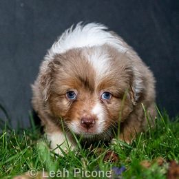 Miniature American Shepherd Puppies from Great Companions MAS