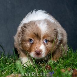 Miniature American Shepherd Puppies from Great Companions MAS