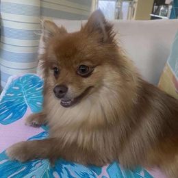 Foxy - Pomeranian