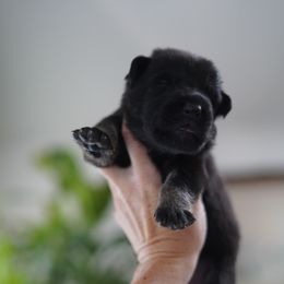 Titan - Bi-color male German Shepherd puppy in Coarsegold, California from Yosemite Shepherds