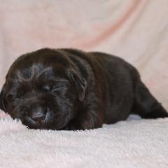 River - Chocolate female Labrador Retriever puppy in Camden, Indiana from Camden's Caring Canines