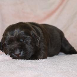 River - Chocolate female Labrador Retriever puppy in Camden, Indiana from Camden's Caring Canines