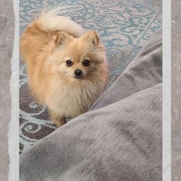 Pomeranian Puppies from Merri's Pom's