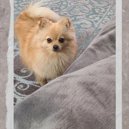 Pomeranian Puppies from Merri's Pom's