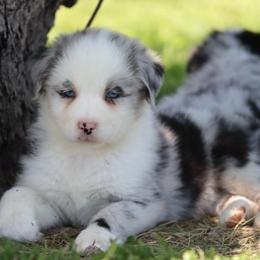 Gum Drop - Blue merle female Australian Shepherd puppy in Nicholasville, Indiana from Sugar Creek Aussies