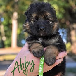 Abby Lou - Black and red female German Shepherd puppy in Canton, Texas from WILDWOOD GERMAN SHEPHERDS
