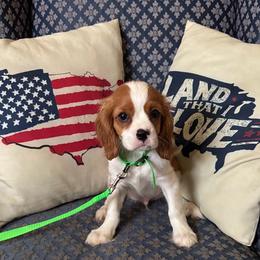 Mr. Green - Blenheim male Cavalier King Charles Spaniel puppy in Erie, Pennsylvania from CAVALMAGNE