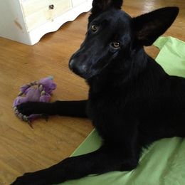 German Shepherd Puppies from Brandiwyne's German Shepherds