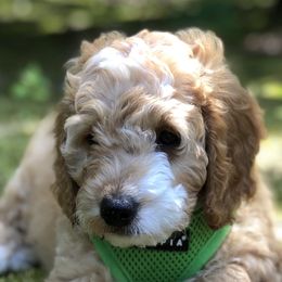Goldendoodles and Golden Retrievers from Stay Golden
