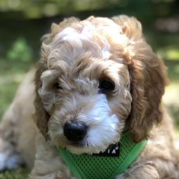 Goldendoodles and Golden Retrievers from Stay Golden