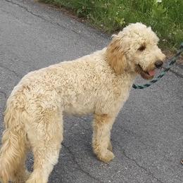 Juniper - Goldendoodle