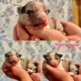 Hydrangea - White and blue merle female Border Collie puppy in Santa Cruz, California from Von Guadachi German Shepherds & Audacity Border Collies