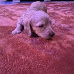 Hazel - Cream female Dachshund puppy in Powhatan, Virginia from Dashing Dachshunds Kennels