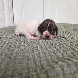 White Girl - Liver and white female German Shorthaired Pointer puppy in Nampa, Idaho from Heart Mountain Cavaliers & Floating Feathers Kennel