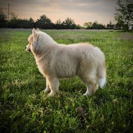 Pomsky and Siberian Husky Puppies from A-Dream Pomsky Kennel