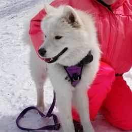 Samoyeds from Shayna Samoyeds