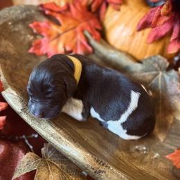 German Shorthaired Pointer Puppies from The W5 Ranch
