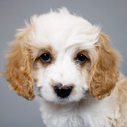 Munchkin - Parti male Goldendoodle puppy in Brighton, Utah from Angel Pups Deluxe