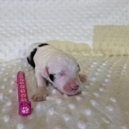 Rachel - Black and white female Sheepadoodle puppy in Weatherford, Texas from Oodles of poodles and doodles