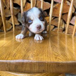 Chilli - Red tri-color female Australian Shepherd puppy in Hillsboro, Oregon from A&D Australian Shepherds
