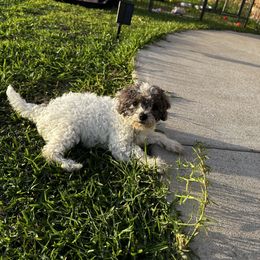Gertrude - Black and white female Cavapoo puppy in Thorndale, Texas from Hattie’s Texas Cavapoos