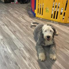Hercules - Black and white Assorted Doodle Crosses puppy in Powder Springs, Georgia from Everyone Loves Doodlez