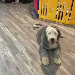 Hercules - Black and white Assorted Doodle Crosses puppy in Powder Springs, Georgia from Everyone Loves Doodlez