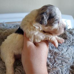 Aussiedoodle Puppies from Down Under Doodles