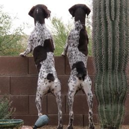 German Shorthaired Pointers from Mar-Key Shorthairs