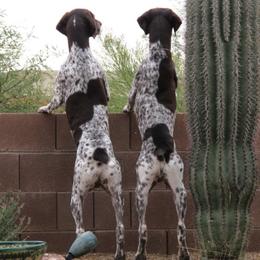 German Shorthaired Pointers from Mar-Key Shorthairs