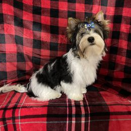 Biewer Terrier Puppies from Southern Star Biewers