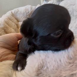 AKC Bubbles, 4300.00 - Black and white female Chihuahua puppy in Northern, Colorado from Wild Mountain Chihuahuas